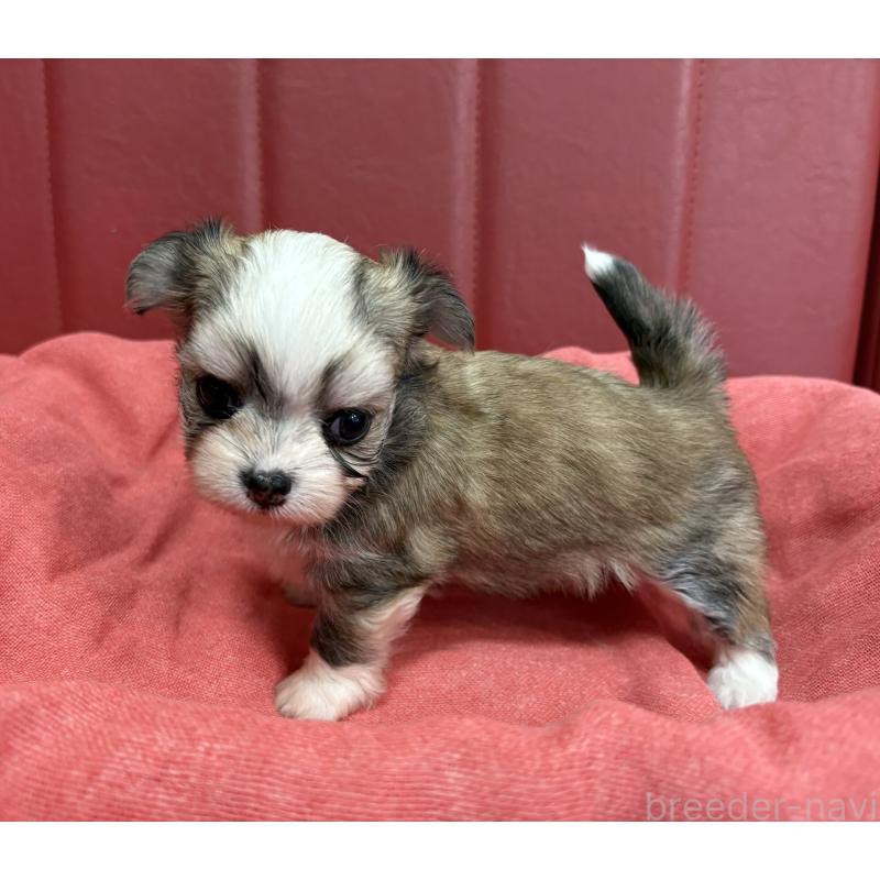 販売中の京都府のミックス犬-400507の5枚目