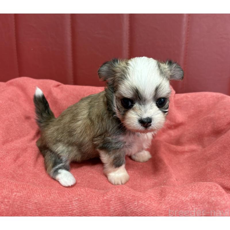 販売中の京都府のミックス犬-400507の4枚目