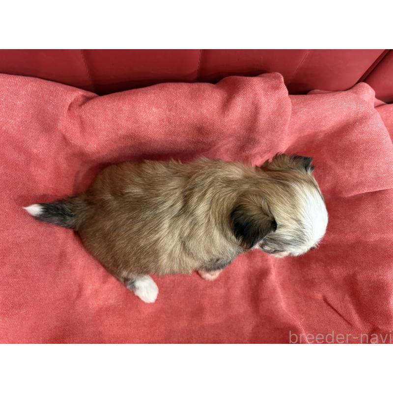 販売中の京都府のミックス犬-400507の3枚目