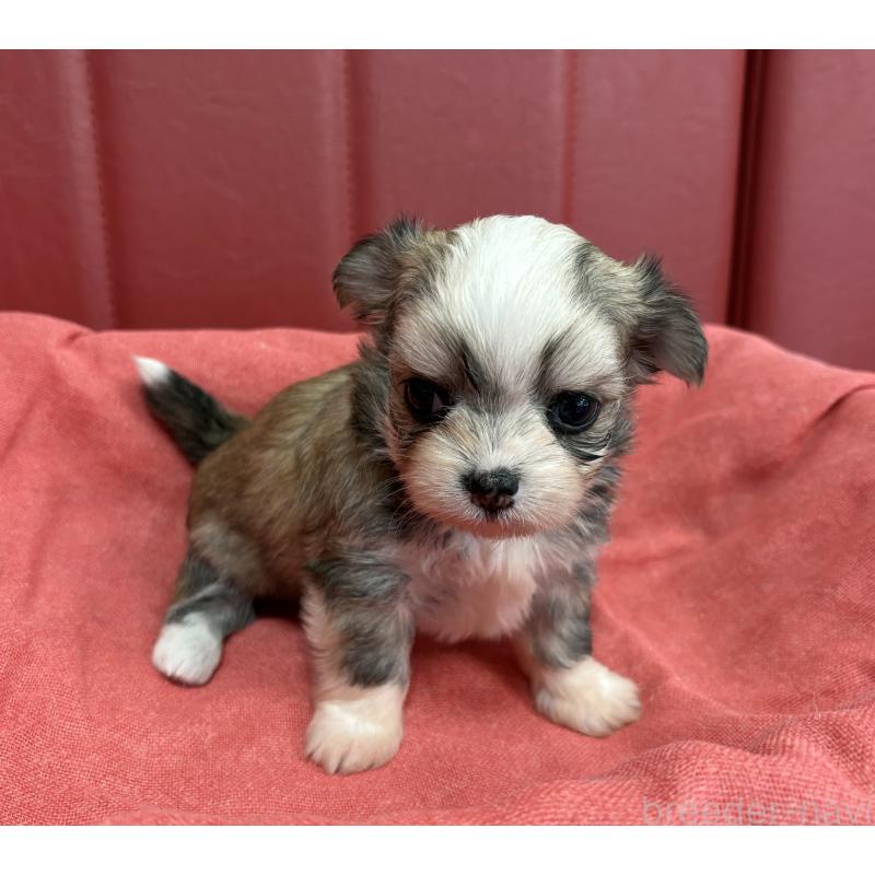 販売中の京都府のミックス犬-400507の2枚目