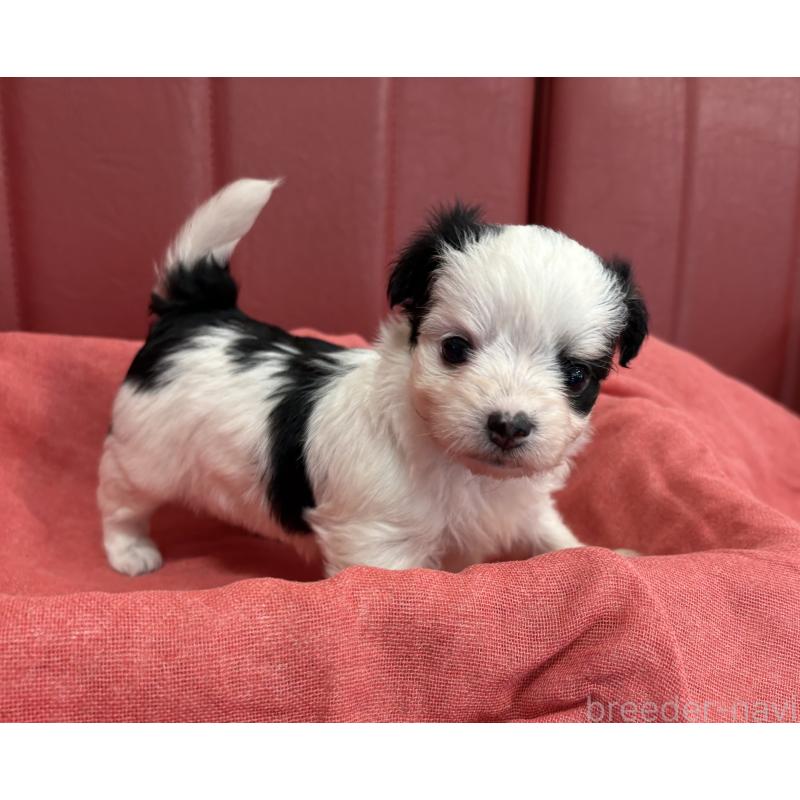 販売中の京都府のミックス犬-400510の5枚目