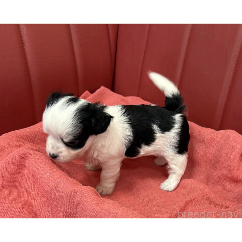 販売中の京都府のミックス犬-400510の3枚目