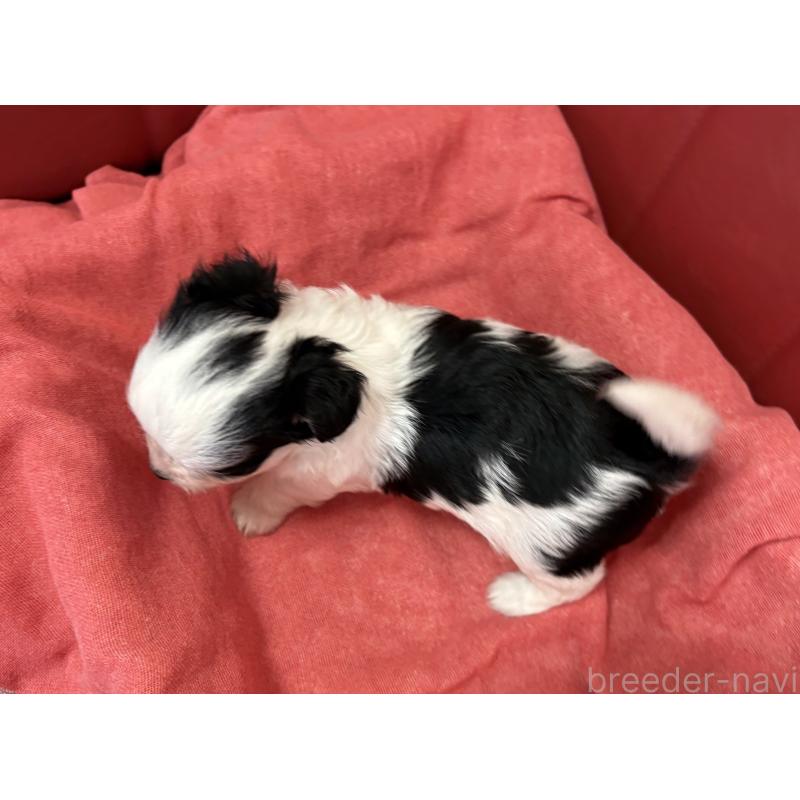販売中の京都府のミックス犬-400510の2枚目