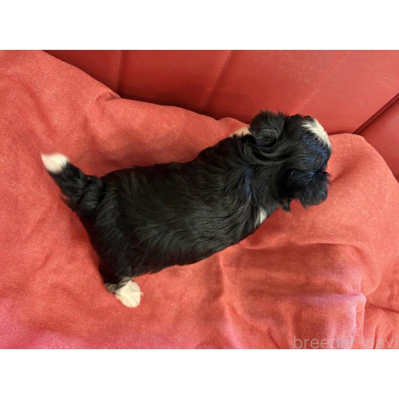 販売中の京都府のミックス犬-400512の2枚目