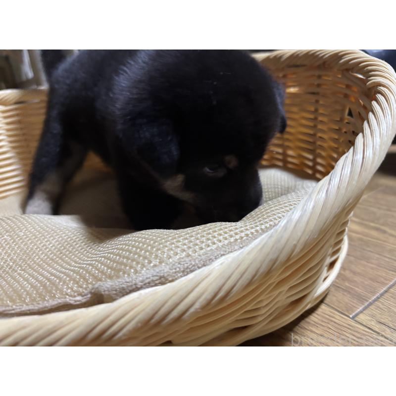 成約済の千葉県の柴犬-398281の3枚目