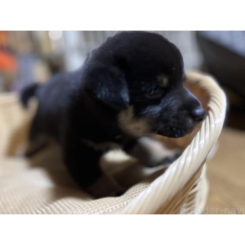 成約済の千葉県の柴犬-398281の2枚目
