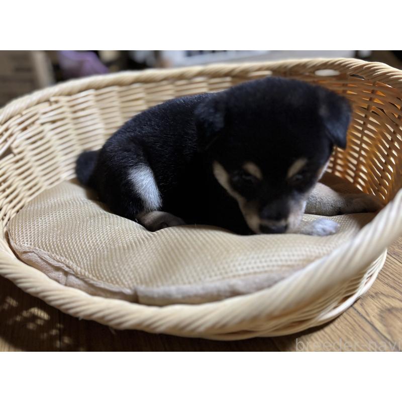 成約済の千葉県の柴犬-398280の2枚目