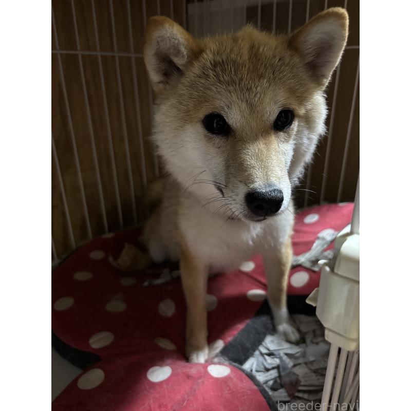 ろくちゃん1枚目