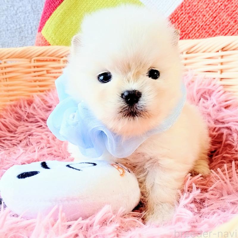 販売中の和歌山県のポメラニアン-400520の3枚目