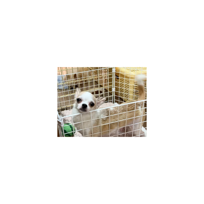 販売中の山口県のチワワ(スムースコート)-400533の4枚目