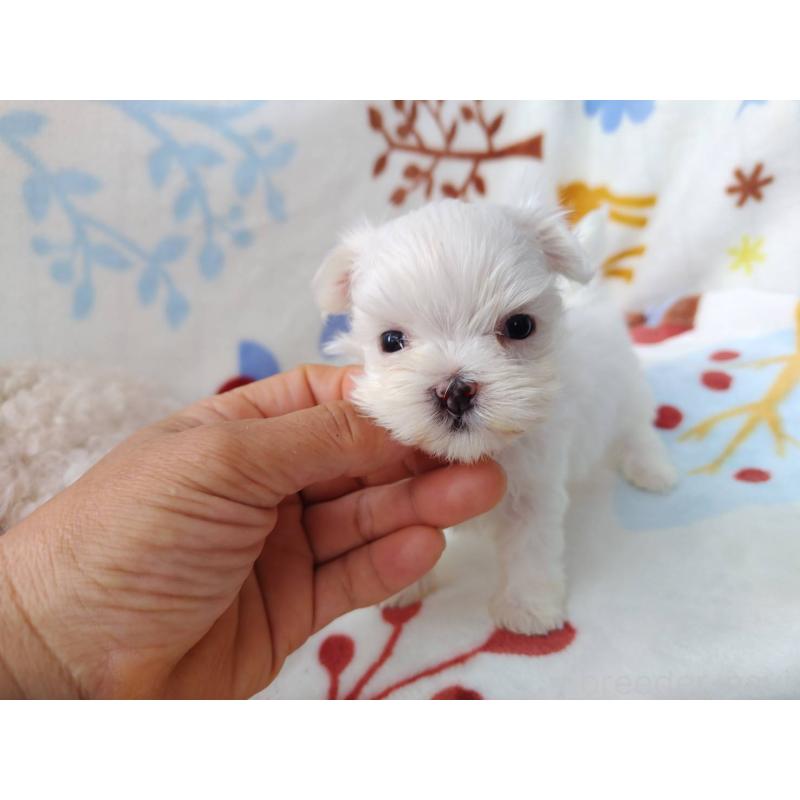 販売中の栃木県のマルチーズ-400537の1枚目