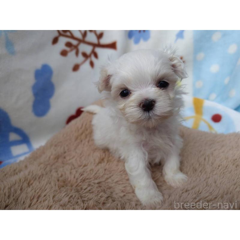 販売中の栃木県のマルチーズ-400540の1枚目