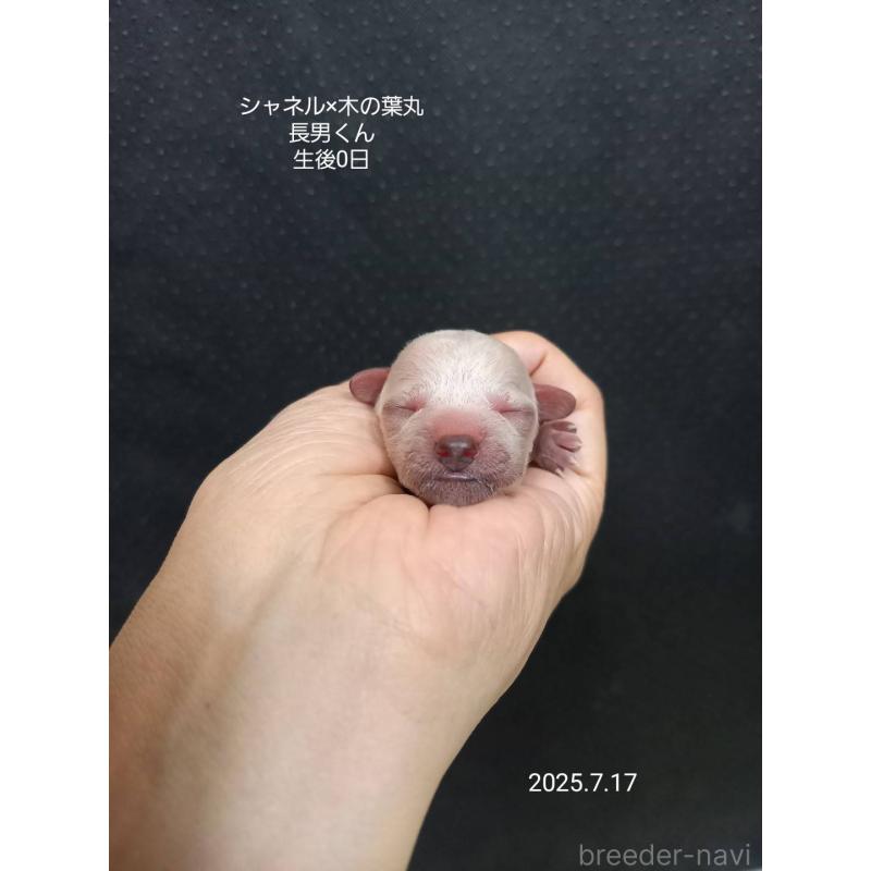 販売中の大阪府のティーカッププードル-400542の5枚目