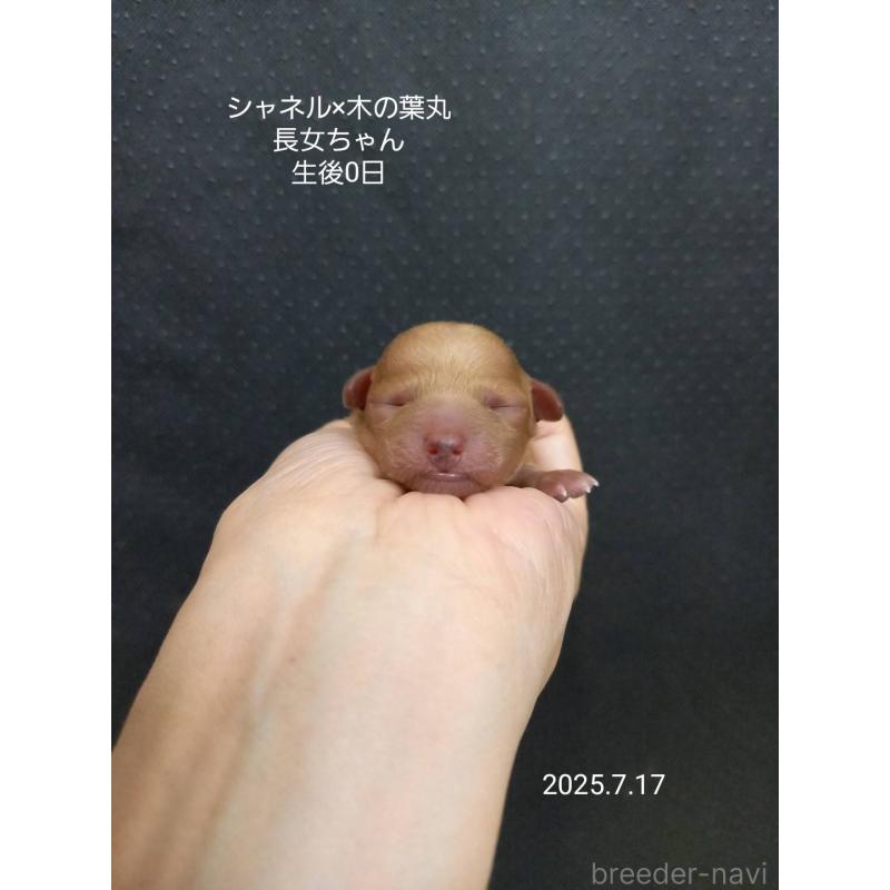 販売中の大阪府のティーカッププードル-400543の5枚目