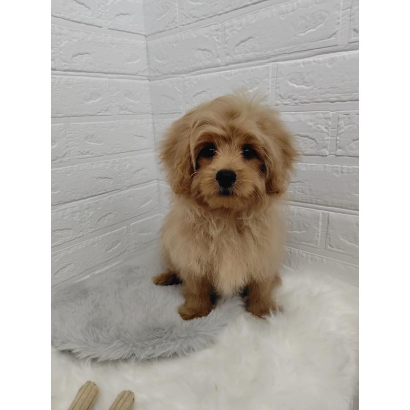 販売中の岡山県のミックス犬-393009の3枚目