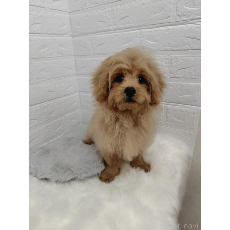 販売中の岡山県のミックス犬-393009の2枚目