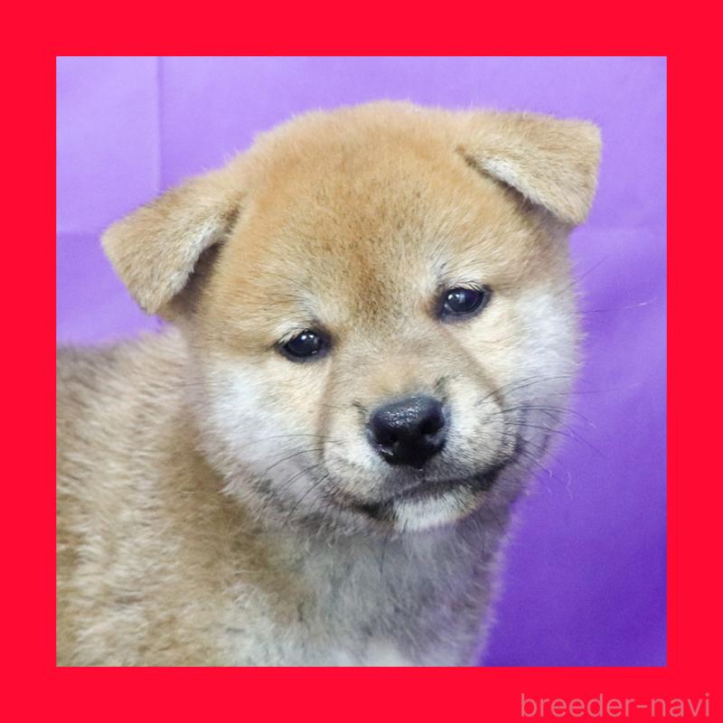 販売中の愛知県の柴犬-393952