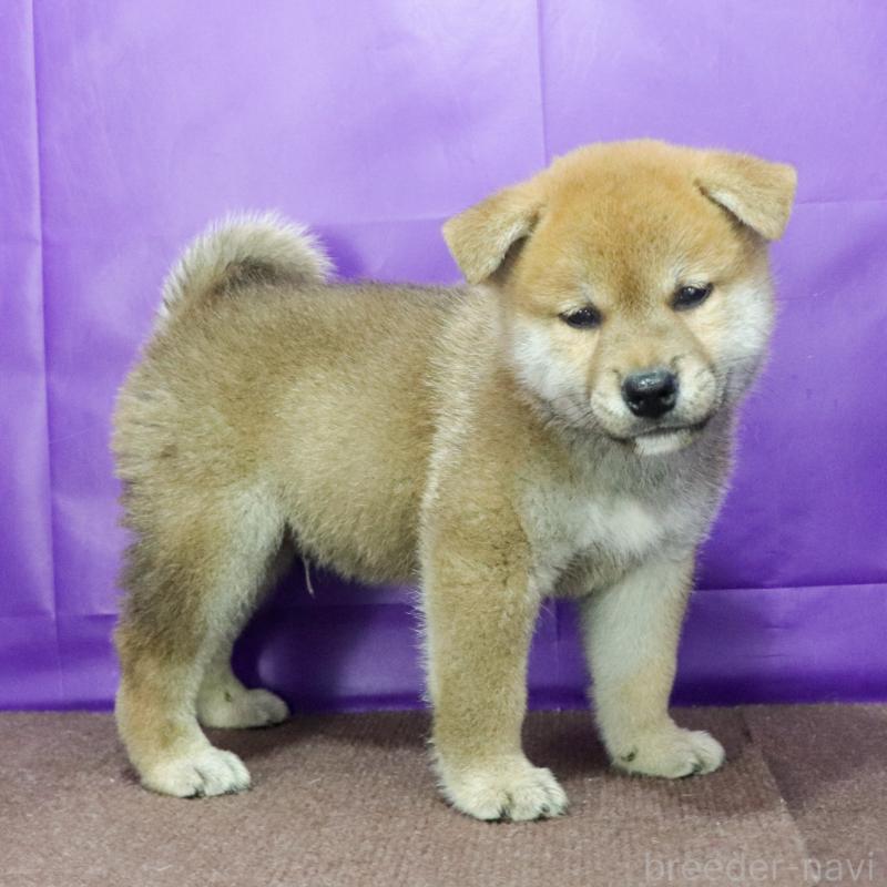 販売中の愛知県の柴犬-393952の3枚目
