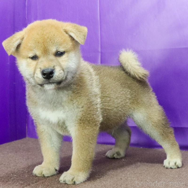 販売中の愛知県の柴犬-393952の2枚目