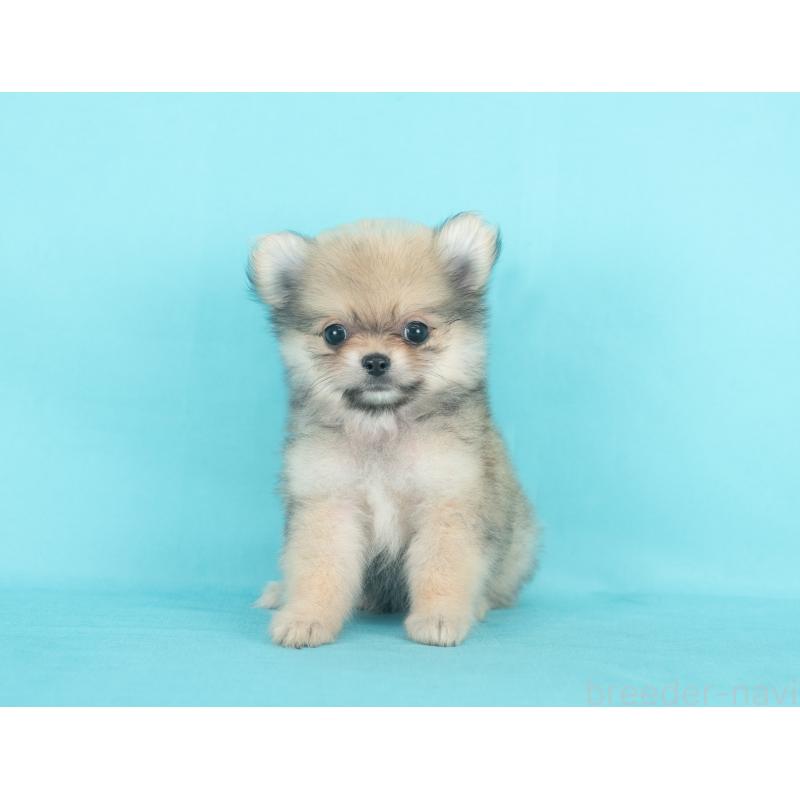 販売中の岐阜県のポメチワ:ポメラニアン×チワワ-400567の2枚目