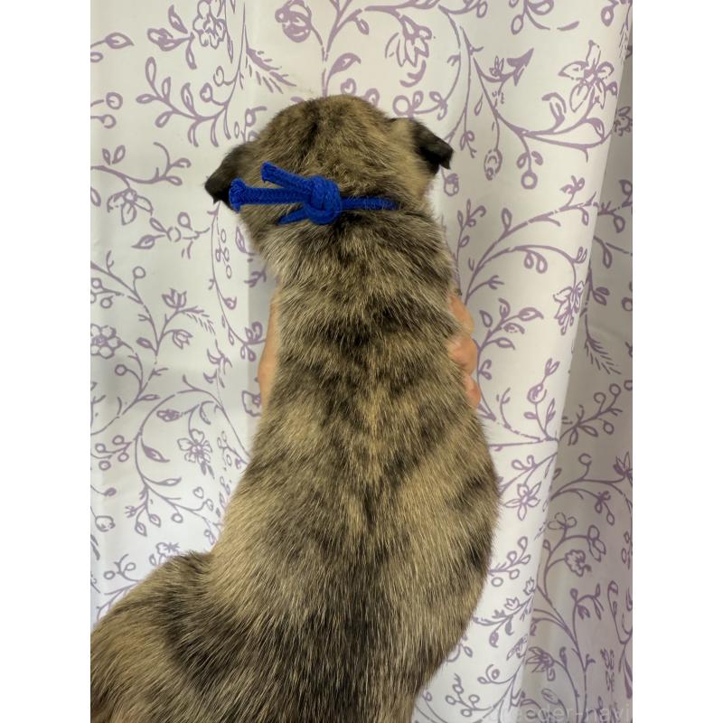 販売中の長野県のミックス犬-400576の2枚目