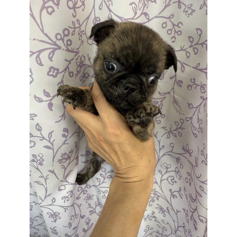 販売中の長野県のミックス犬-400577の3枚目