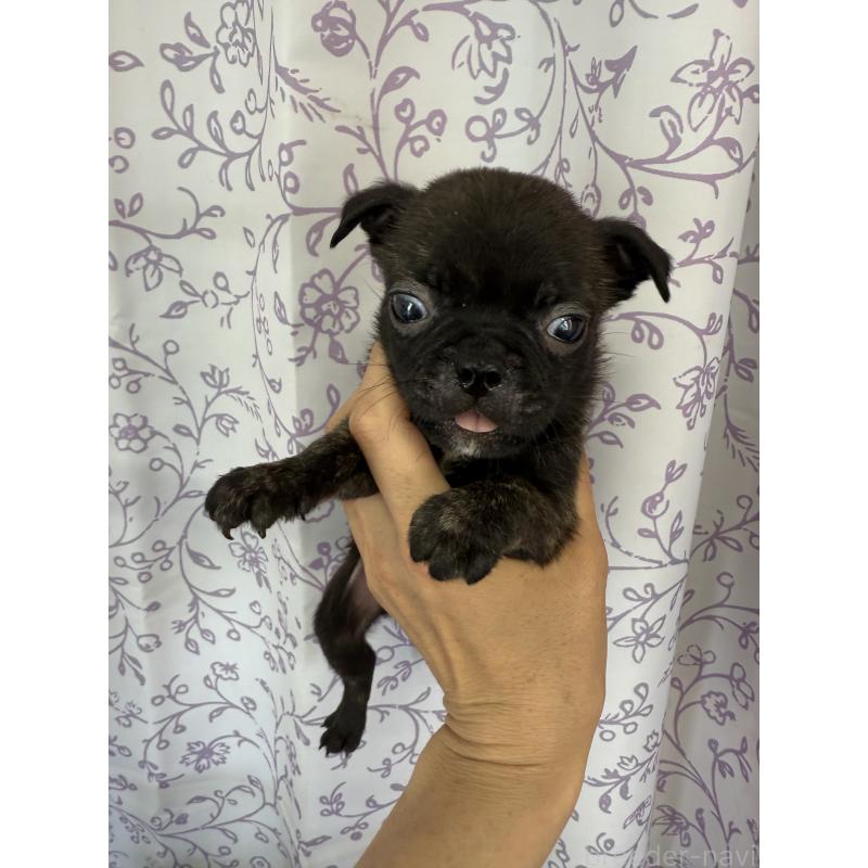 販売中の長野県のミックス犬-400581