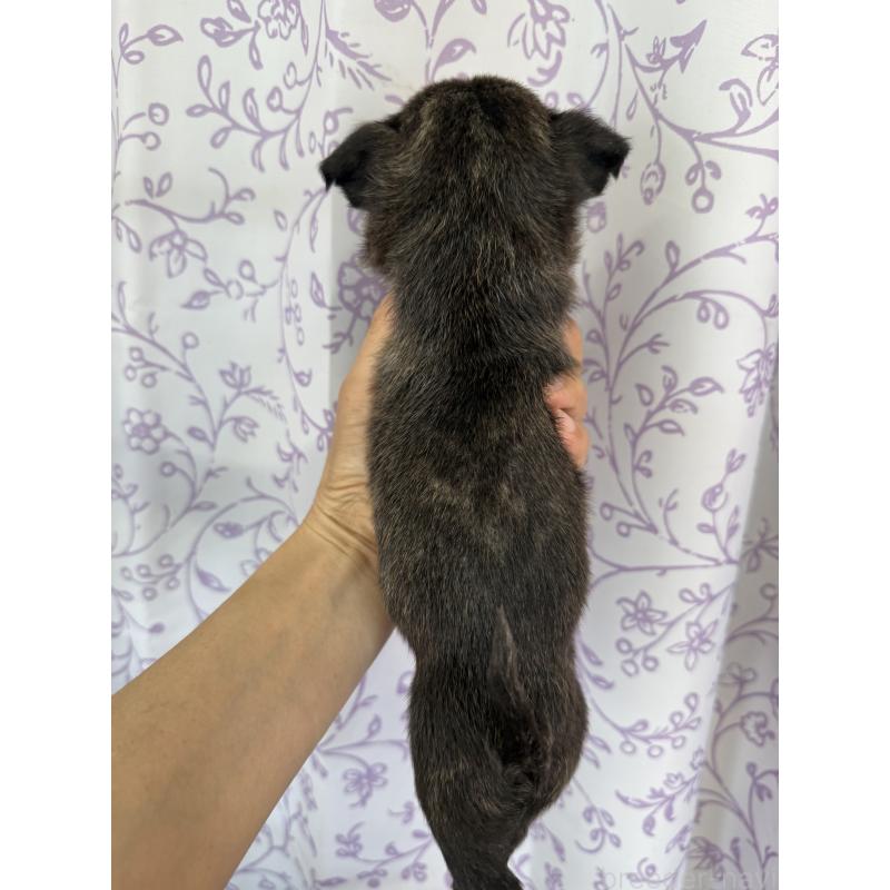 販売中の長野県のミックス犬-400581の2枚目