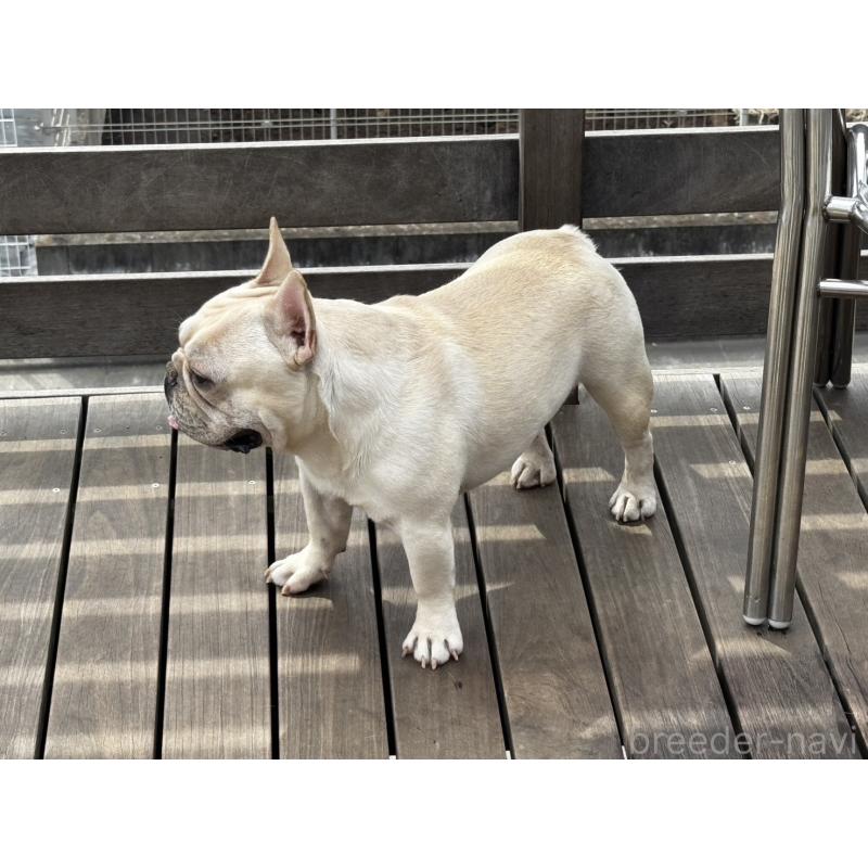 わっふるくん1枚目
