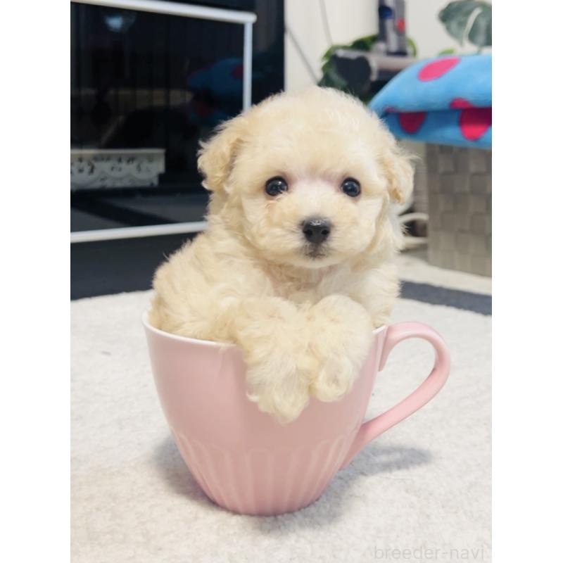 成約済の福岡県のタイニープードル-400590の7枚目