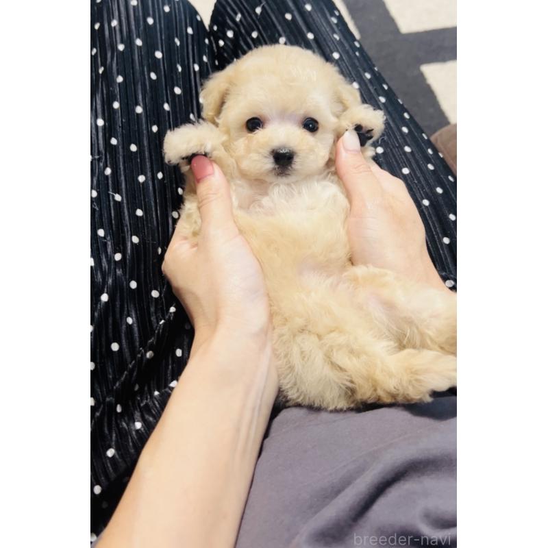 成約済の福岡県のタイニープードル-400590の6枚目