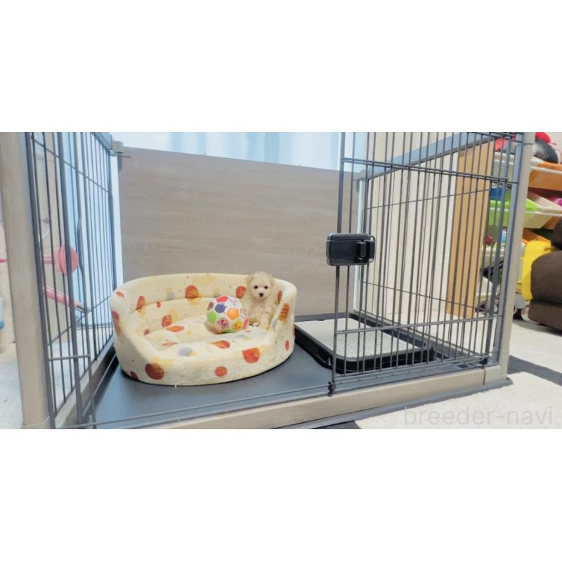 成約済の福岡県のタイニープードル-400590の5枚目