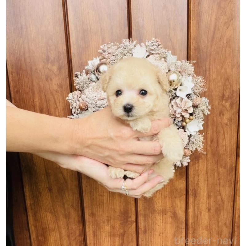 成約済の福岡県のタイニープードル-400590の4枚目