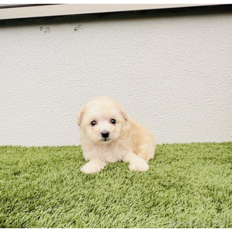 成約済の福岡県のタイニープードル-400590の3枚目