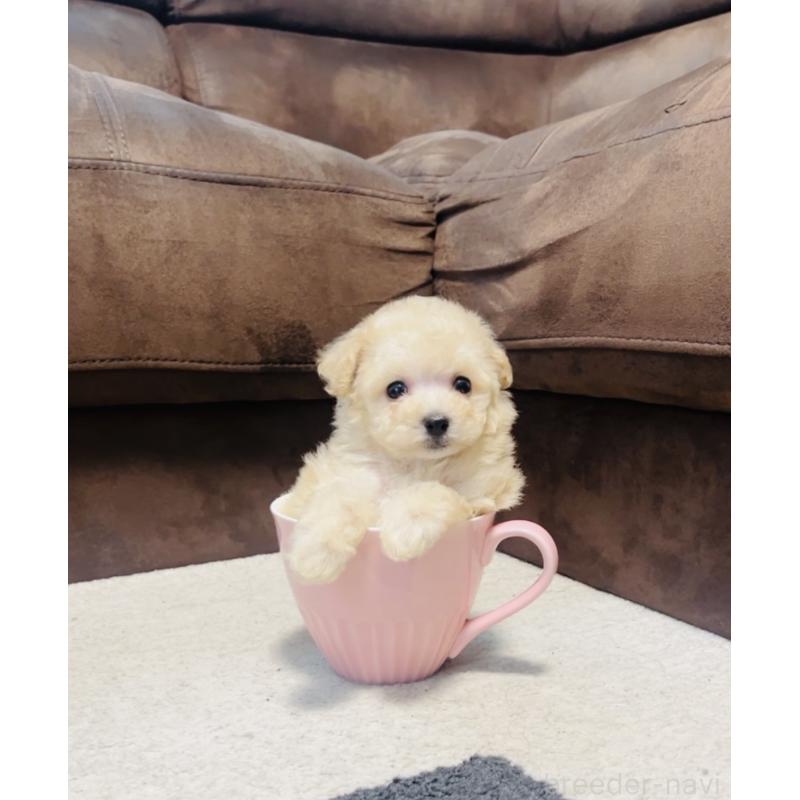 成約済の福岡県のタイニープードル-400590の2枚目