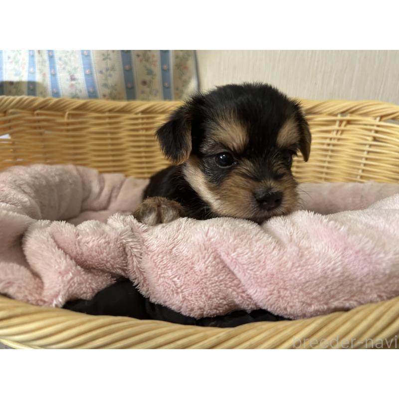 販売中の岡山県のミックス犬-398195の8枚目