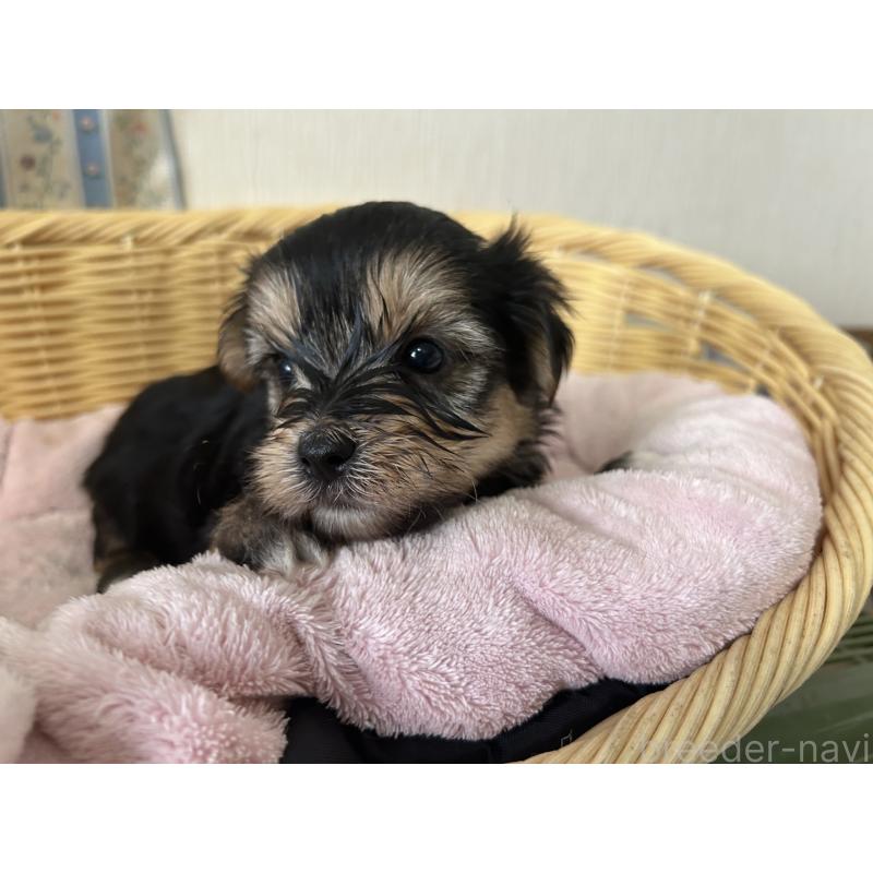 販売中の岡山県のミックス犬-398196の8枚目