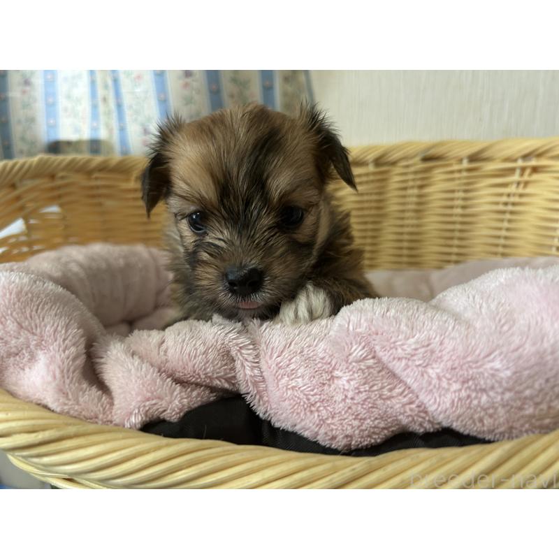 販売中の岡山県のミックス犬-398199の9枚目
