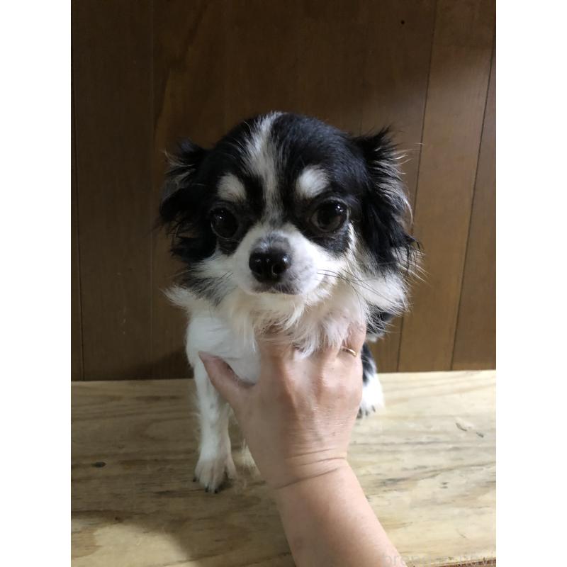 かなちゃんちゃん1枚目