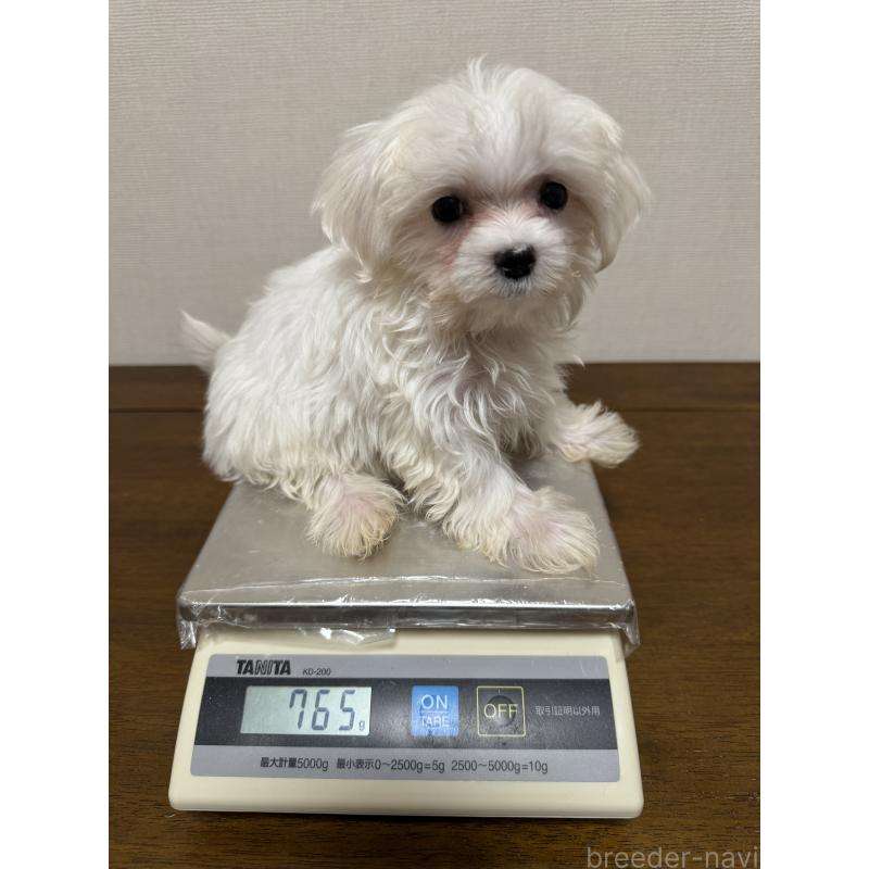 販売中の広島県のマルチーズ-400379の5枚目