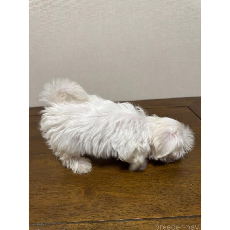 販売中の広島県のマルチーズ-400379の3枚目