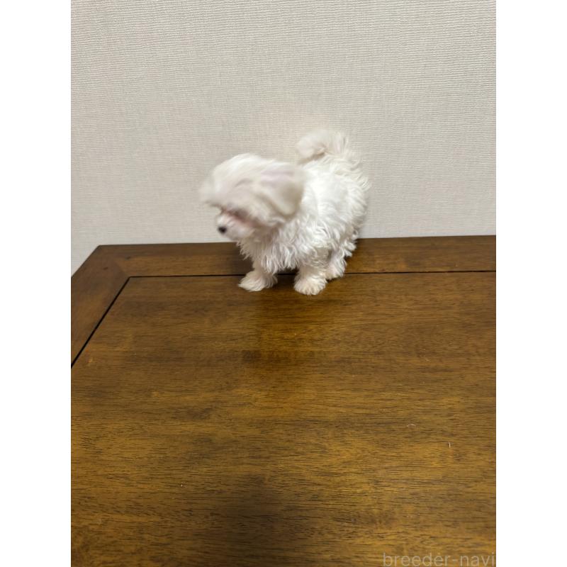 販売中の広島県のマルチーズ-400379の2枚目