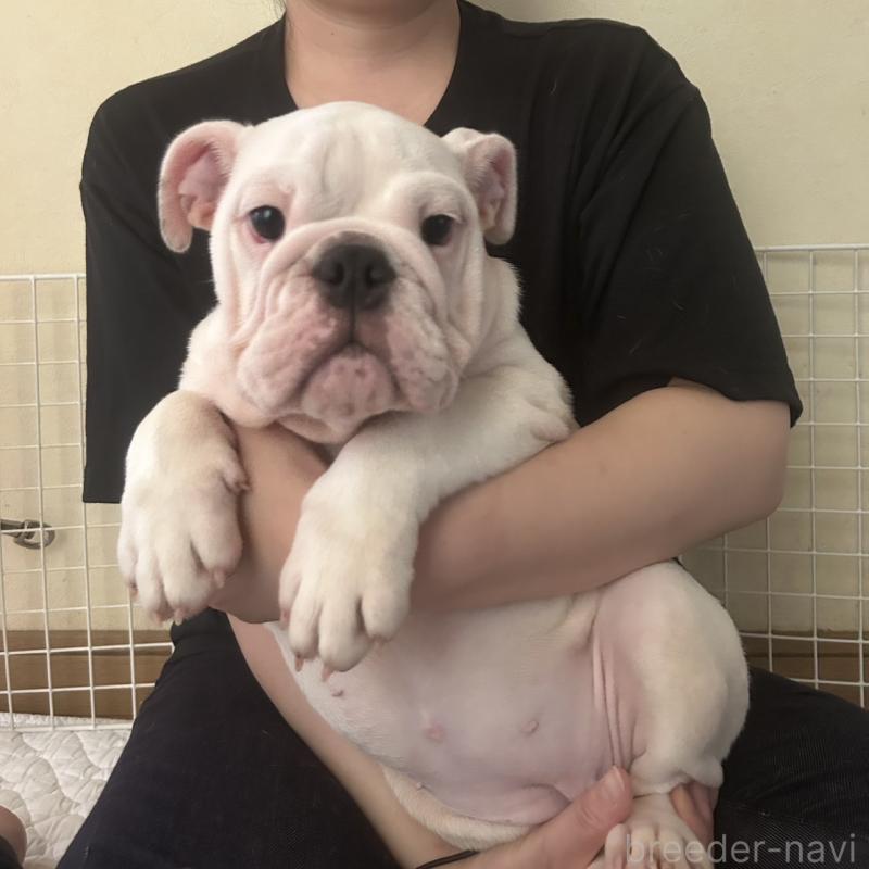 販売中の奈良県のブルドッグ-400383の1枚目