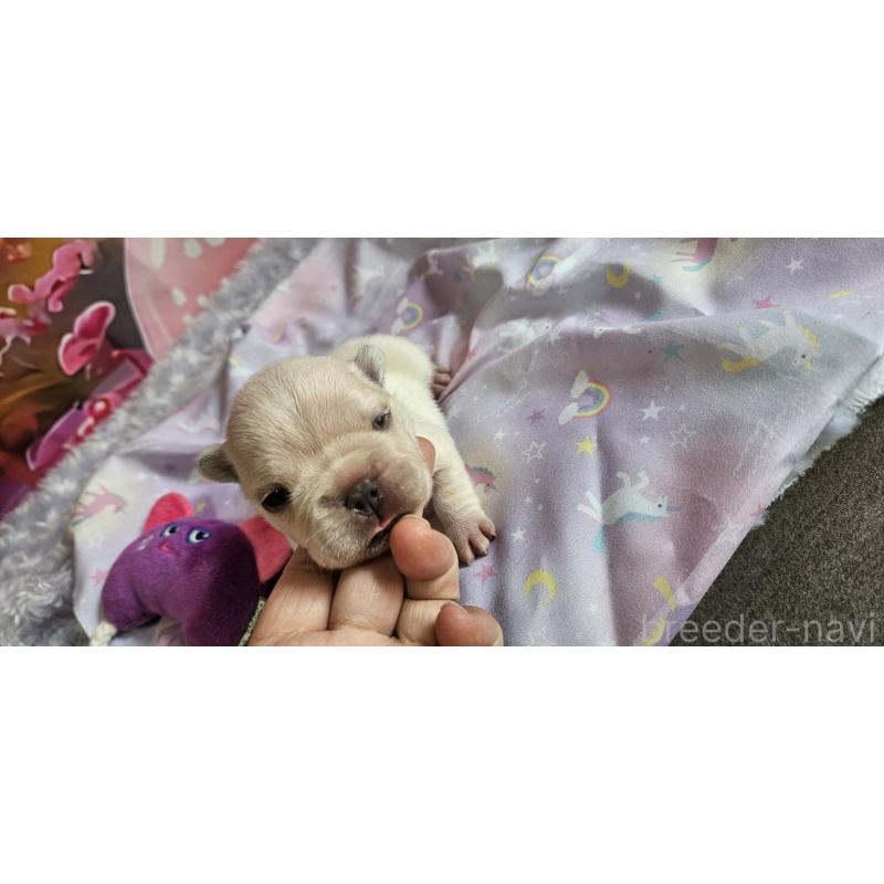 販売中の神奈川県のフレンチブルドッグ-400636の8枚目