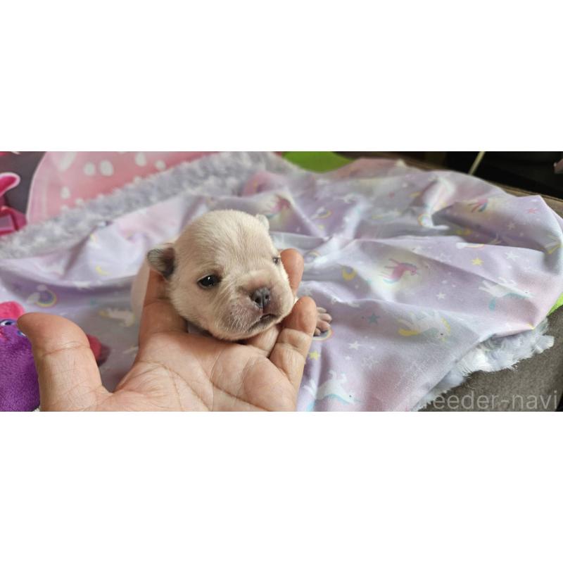 販売中の神奈川県のフレンチブルドッグ-400636の4枚目