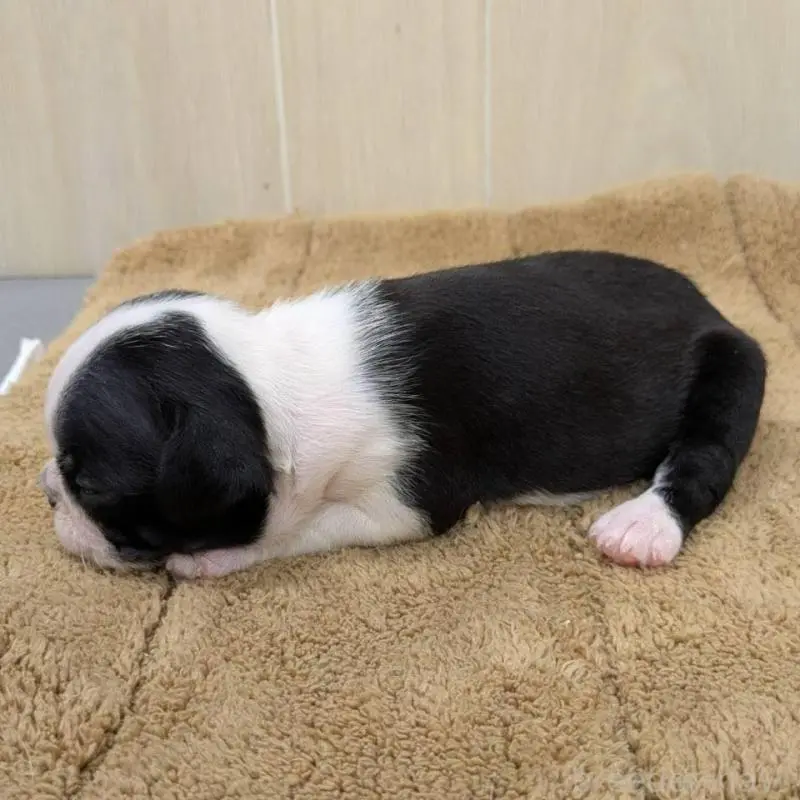 販売中の岡山県のボストンテリア-400638の3枚目