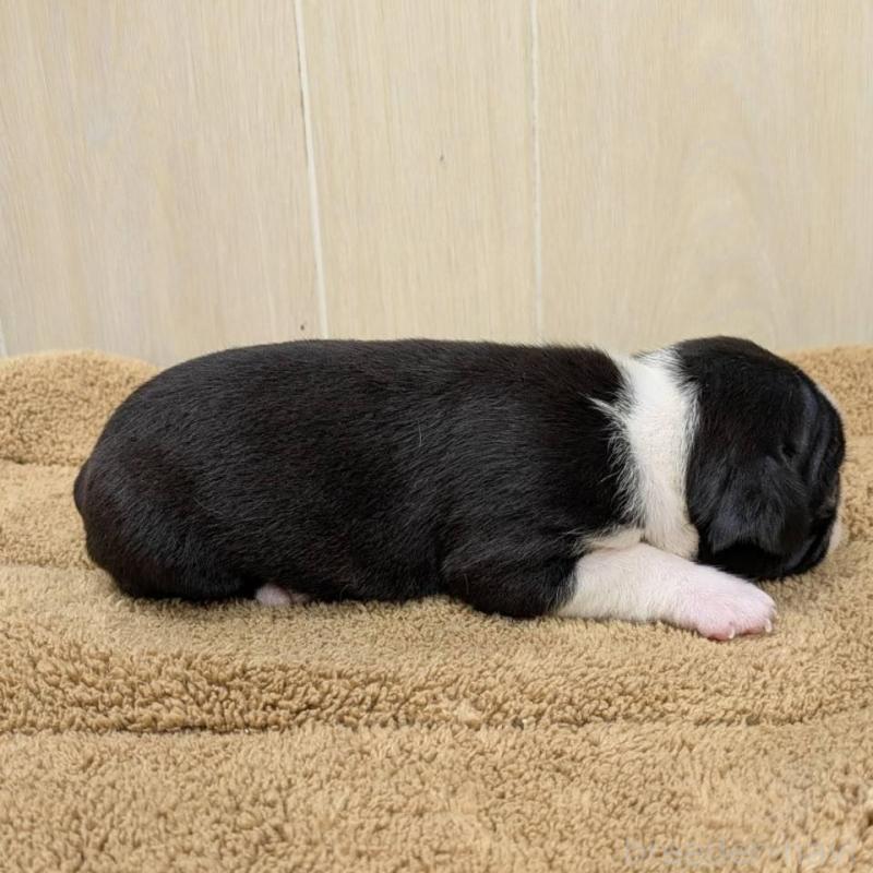 販売中の岡山県のボストンテリア-400639の3枚目
