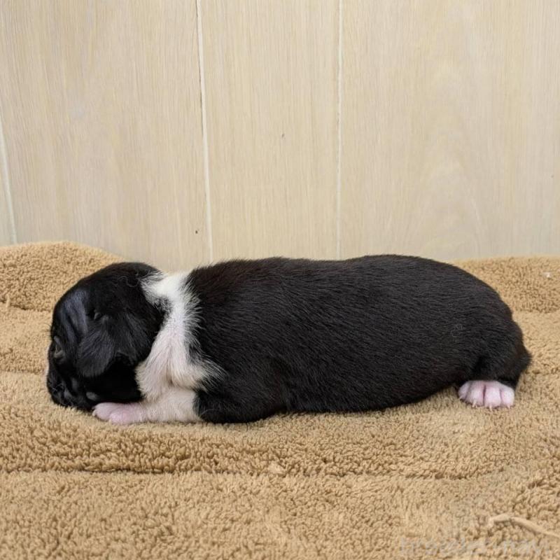 販売中の岡山県のボストンテリア-400639の2枚目
