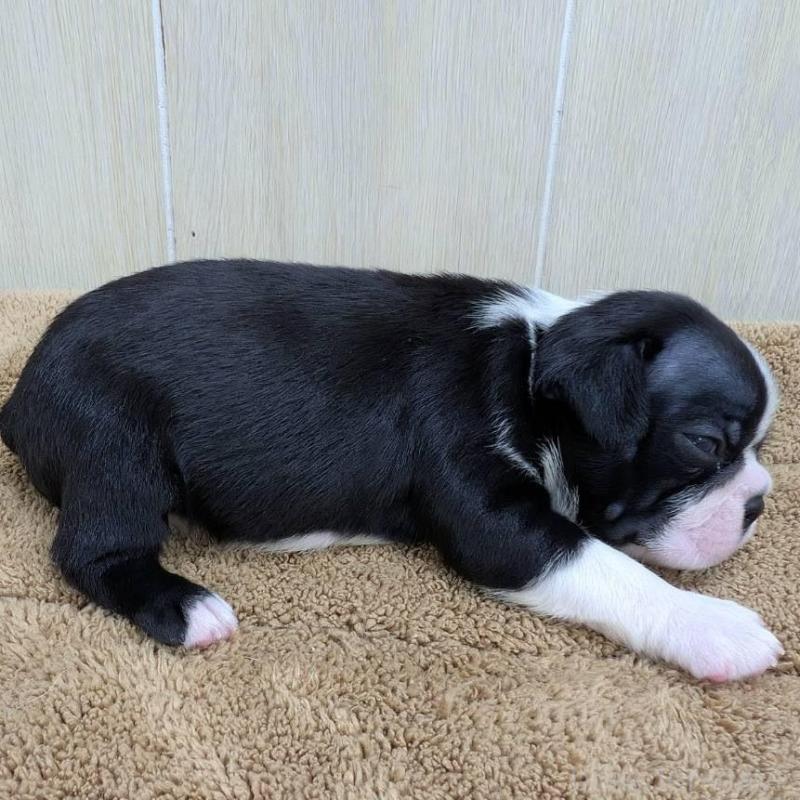 販売中の岡山県のボストンテリア-400641の3枚目