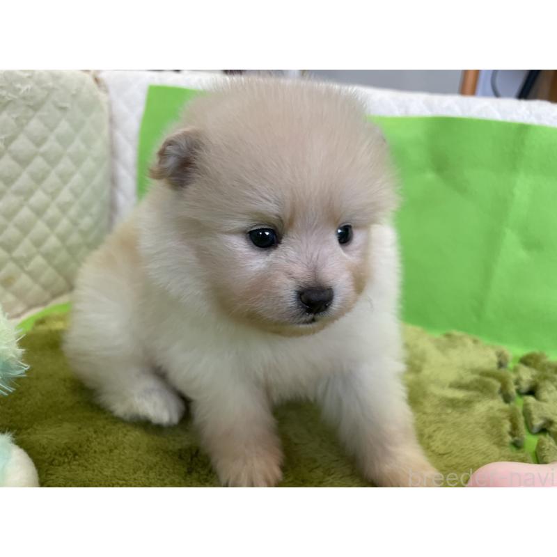 販売中の岐阜県のポメラニアン-401116の2枚目